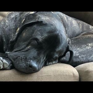 Meet your Posher, Anne